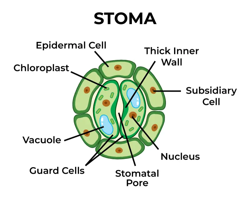 Stomata