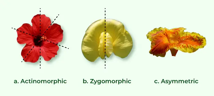 Symmetry of Flower