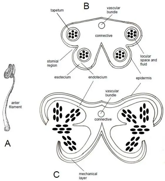 Structure of Anther
