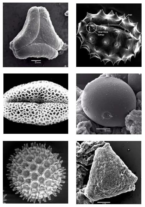 Pollen Grain size and shape