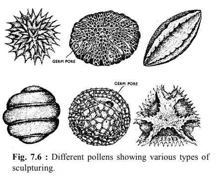  Different pollens showing various types of
sculpturing.