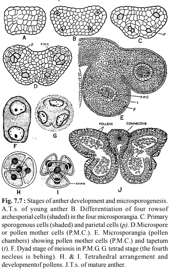 Stages of anther development and microsporogenesis.