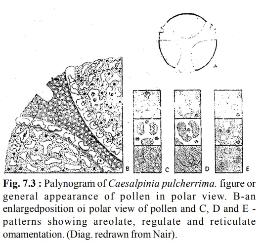 Palynogram of Caesalpinia pulcherrima. figure or general appearance of pollen in polar view. B-an enlargedposition oi polar view of pollen and C, D and E - patterns showing areolate, regulate and reticulate omamentation. (Diag. redrawn from Nair).