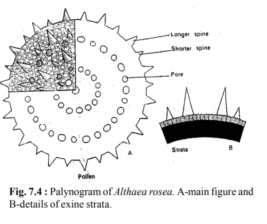 Palynogram of Althaea rosea. A-main figure and B-details of exine strata.