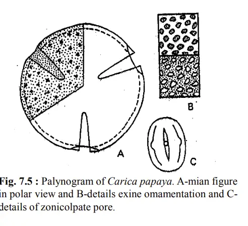 Palynogram of Carica papaya. A-mian figure
in polar view and B-details exine omamentation and Cdetails of zonicolpate pore.