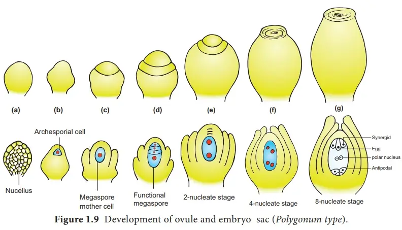 Megasporogenesis