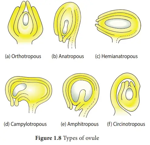 Types of Ovule