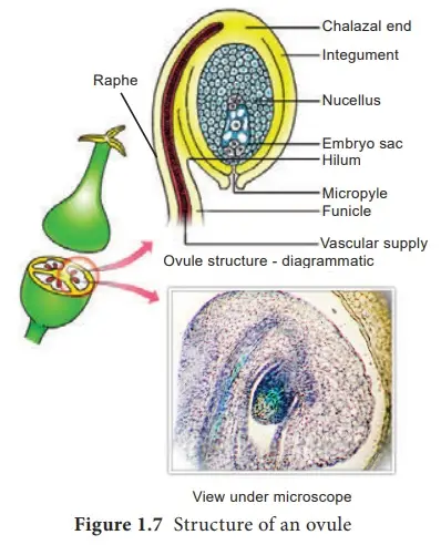 Structure of Ovule (Megasporangium)