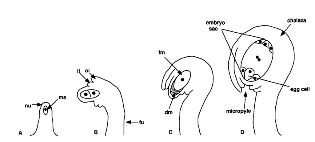 Ovule Development.