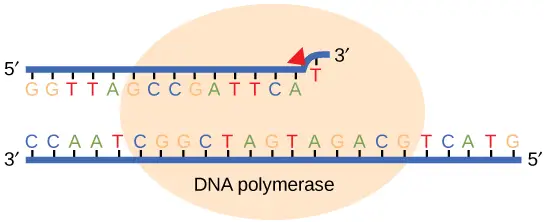 Proofreading by DNA polymerase corrects errors during replication.