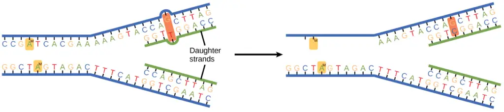 In mismatch repair, the incorrectly added base is detected after replication. The mismatch repair proteins detect this base and remove it from the newly synthesized strand by nuclease action. The gap is now filled with the correctly paired base.