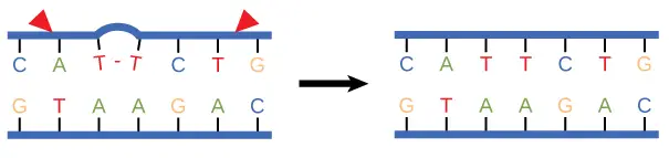 Nucleotide excision repairs thymine dimers. When exposed to UV, thymines lying adjacent to each other can form thymine dimers. In normal cells, they are excised and replaced.