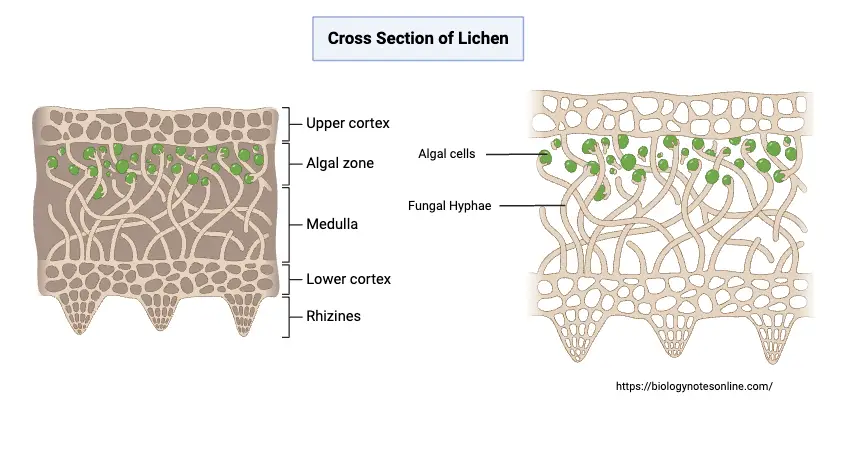 Lichens - Characteristics, Types, Structure, Reproduction