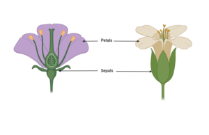 petal and sepal