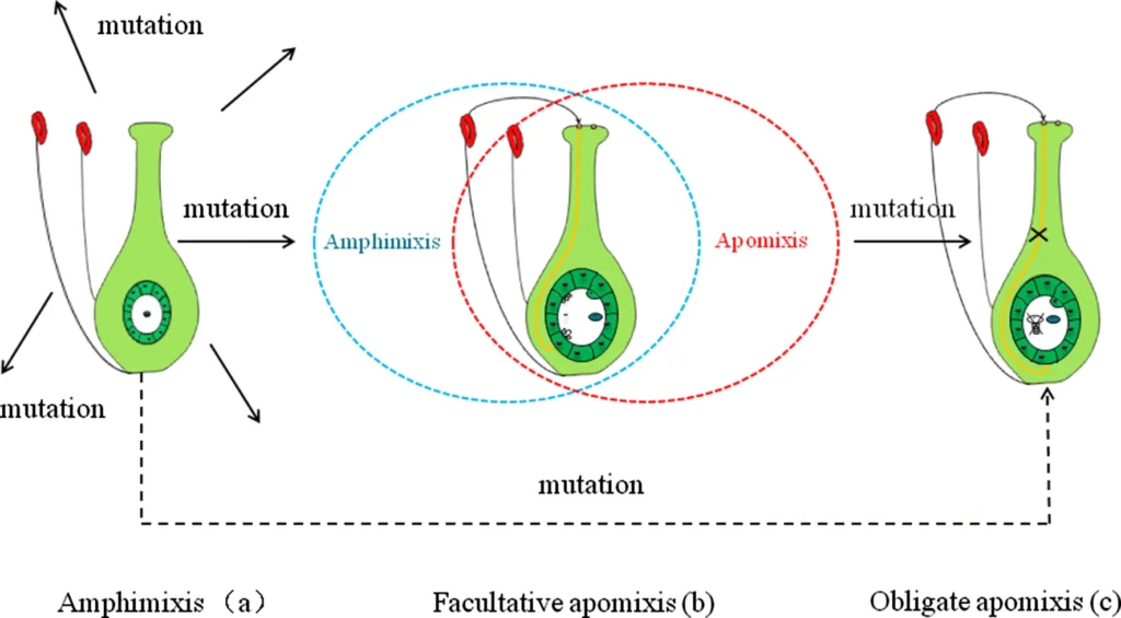 Apomixis - Definition, Types, Functions, Examples - Biology Notes Online