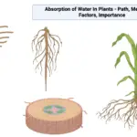 Absorption of Water In Plants - Path, Mechanism, Factors, Importance