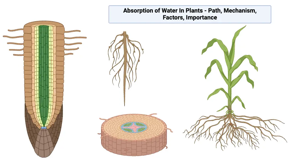 Absorption of Water In Plants - Path, Mechanism, Factors, Importance