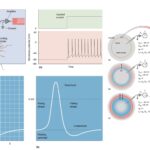 Action Potential - Definition, Properties, Mechanism