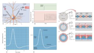 Action Potential – Definition, Properties, Generation, Mechanism, Conduction