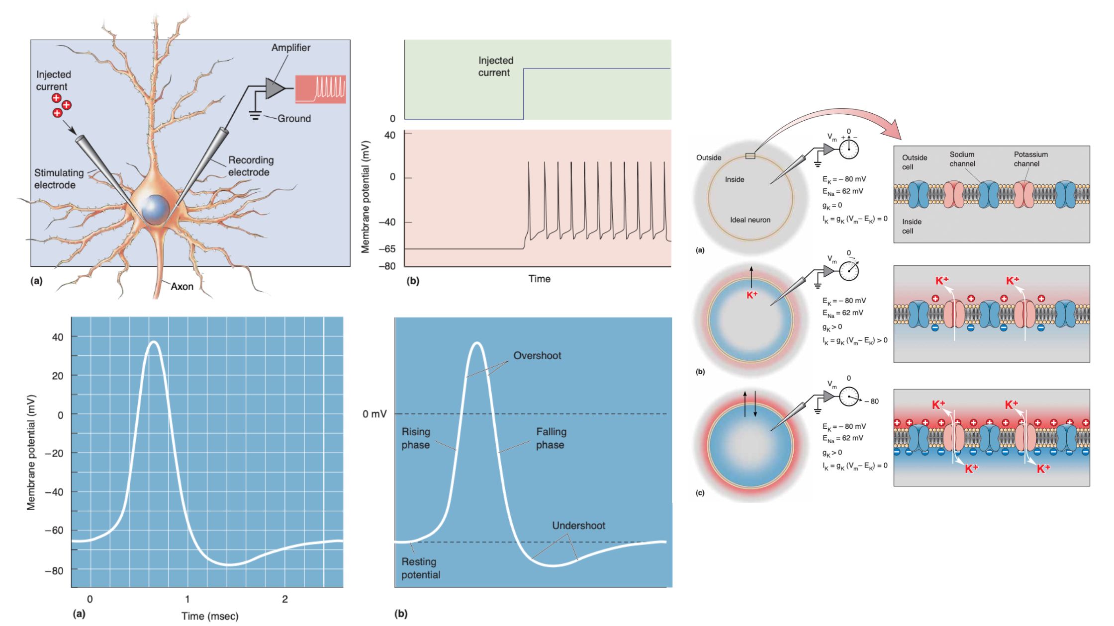 Action Potential - Definition, Properties, Mechanism