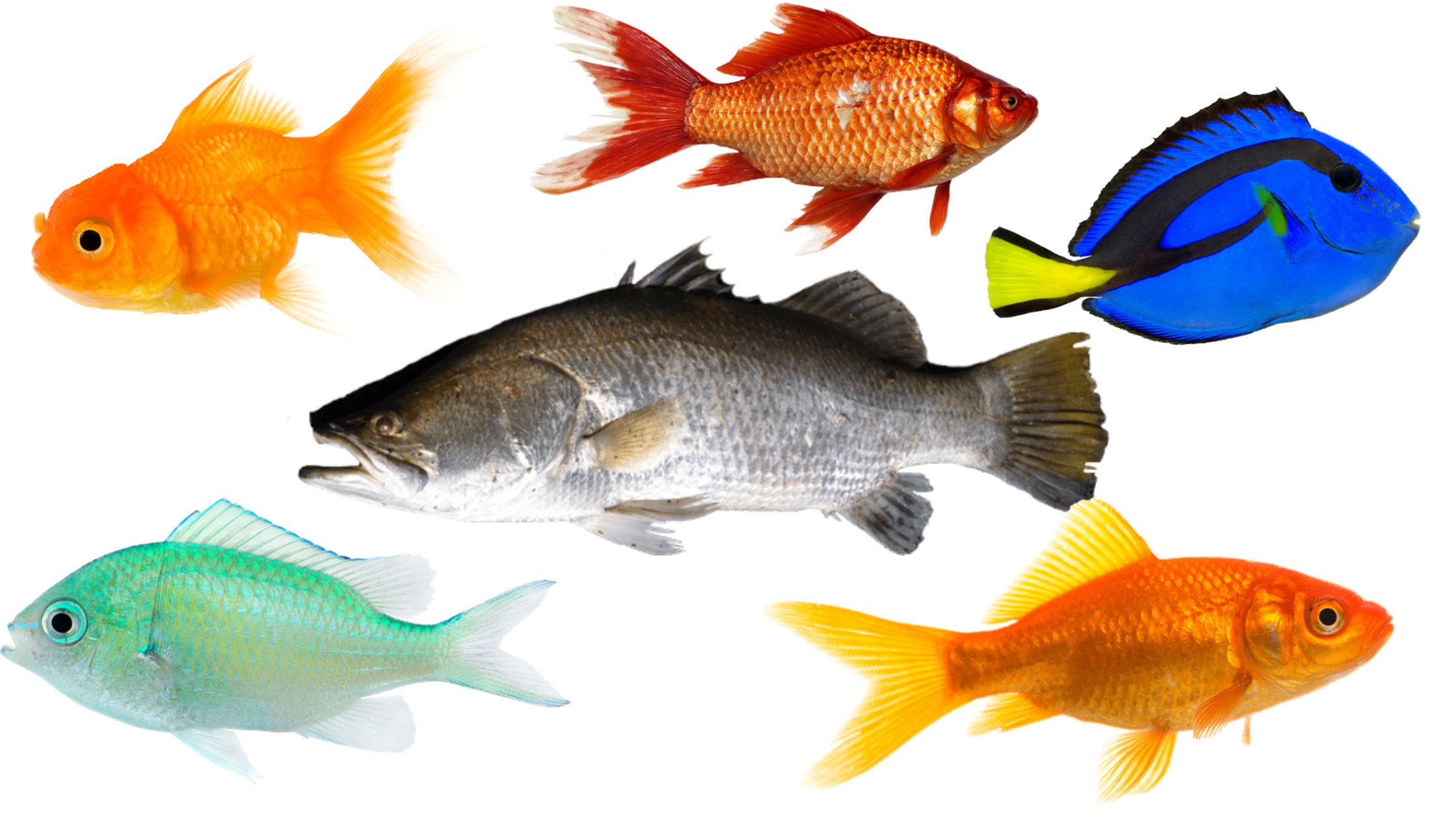 Adaptations in Fishes - Colouration, Sound production, Luminous Organs, Electric organs