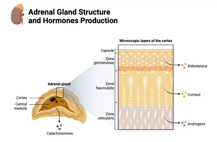 Adrenal Gland Structure and Hormones Production