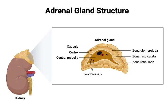 Adrenal Gland Structure