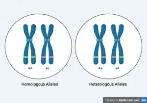Alleles – Definition, Characteristics, Types, Examples