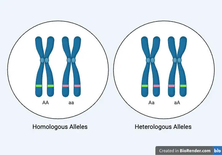 Alleles - Definition, Characteristics, Types, Examples