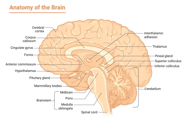 Anatomy of the Brain