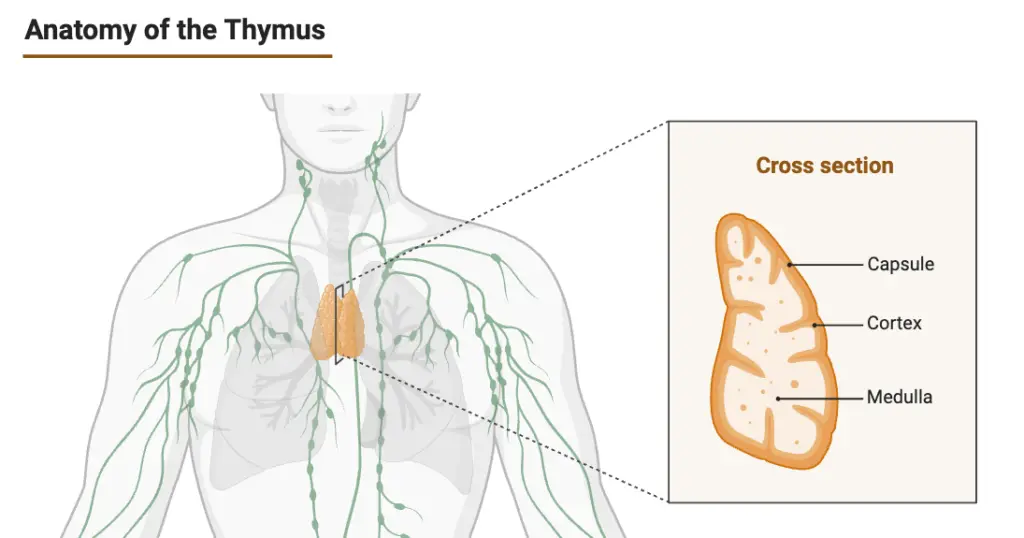 Anatomy of the Thymus