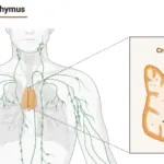 Anatomy of the Thymus