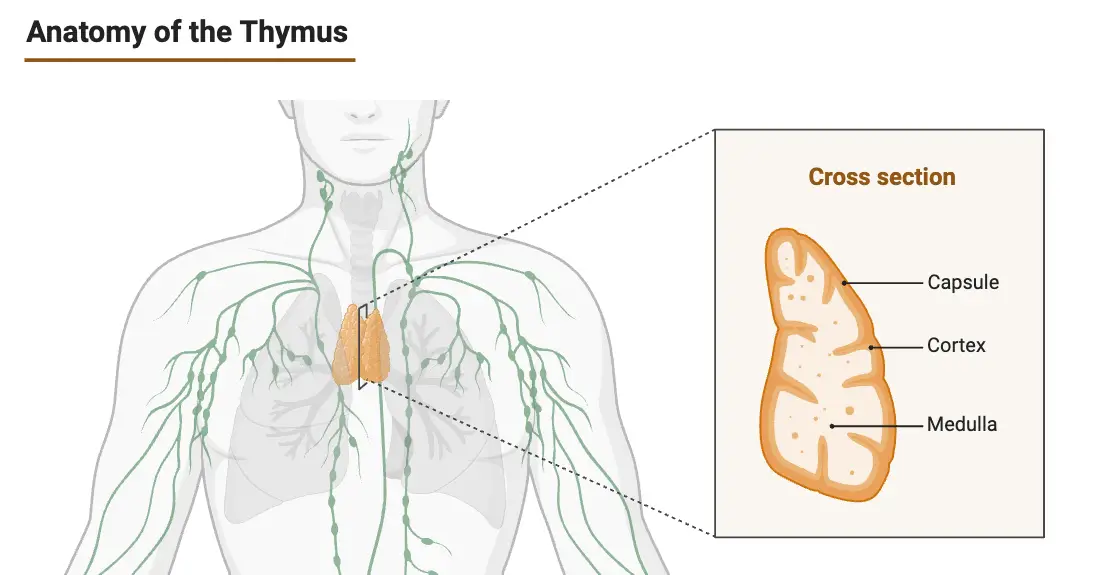 Anatomy of the Thymus