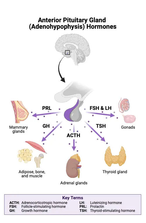 Anterior Pituitary Hormones