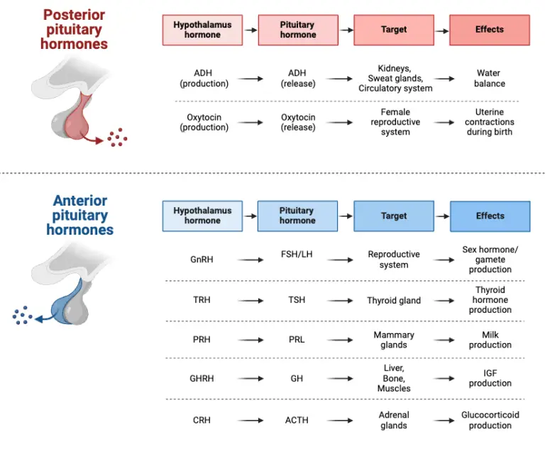 Pituitary Gland Structure Hormones Functions Disorders Biology