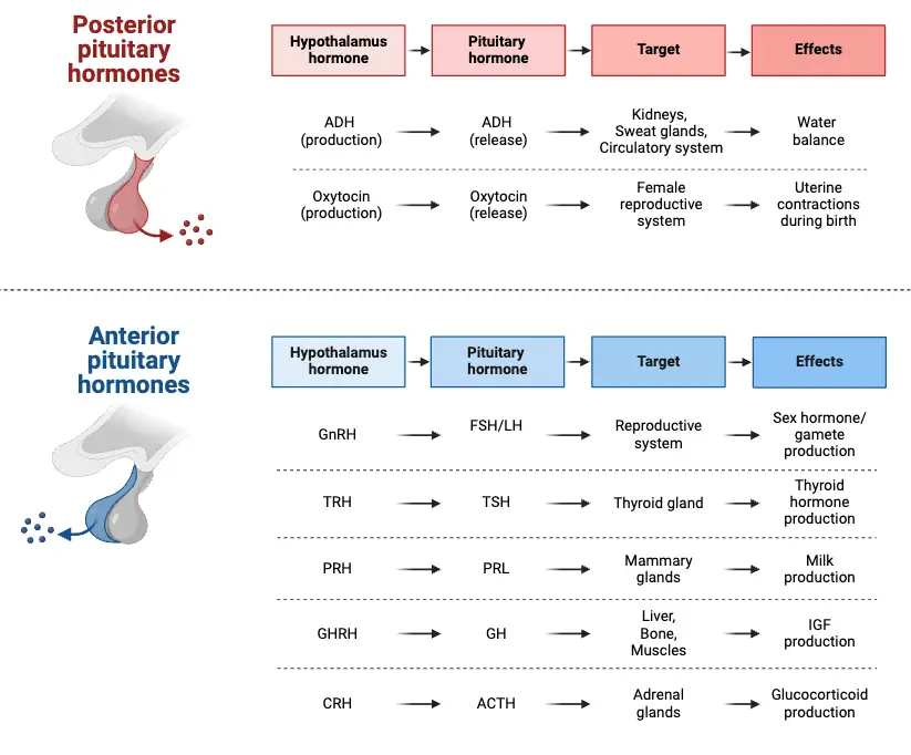 Anterior and Posterior Pituitary Hormones