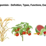 Apomixis - Definition, Types, Functions, Examples