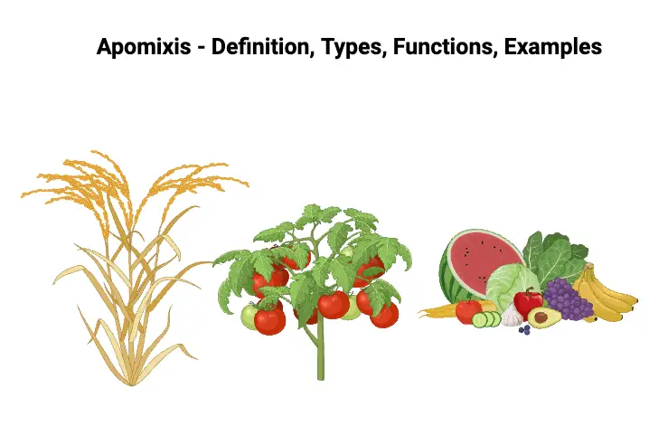 Apomixis - Definition, Types, Functions, Examples