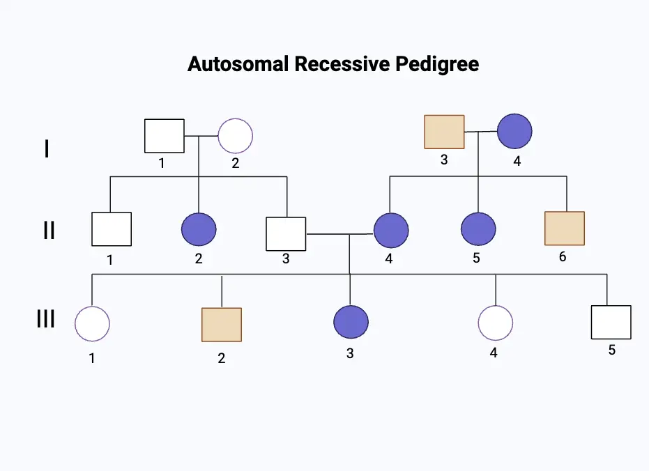 Autosomal Recessive Pedigree
