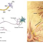 Axon - Definition, Structure, Types, Functions