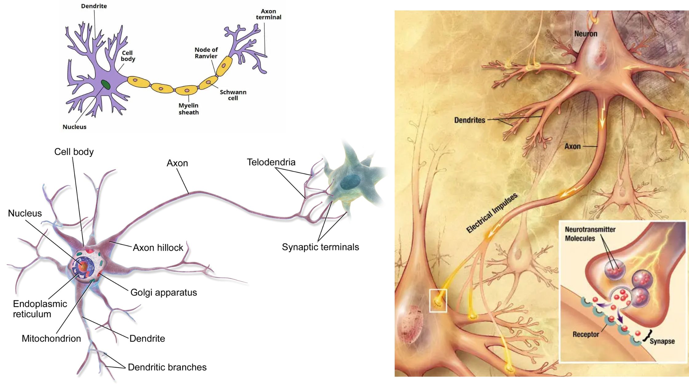 Axon - Definition, Structure, Types, Functions