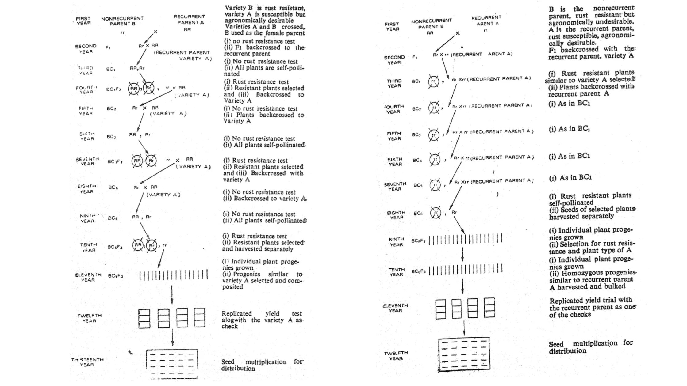 Backcross Method – Procedure, Applications, Advantages, Disadvantages