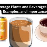 Beverage Plants and Beverages With Examples, and Importance