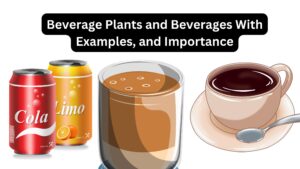 General descriptions of Beverage Plants and Beverages With Examples, and Importance