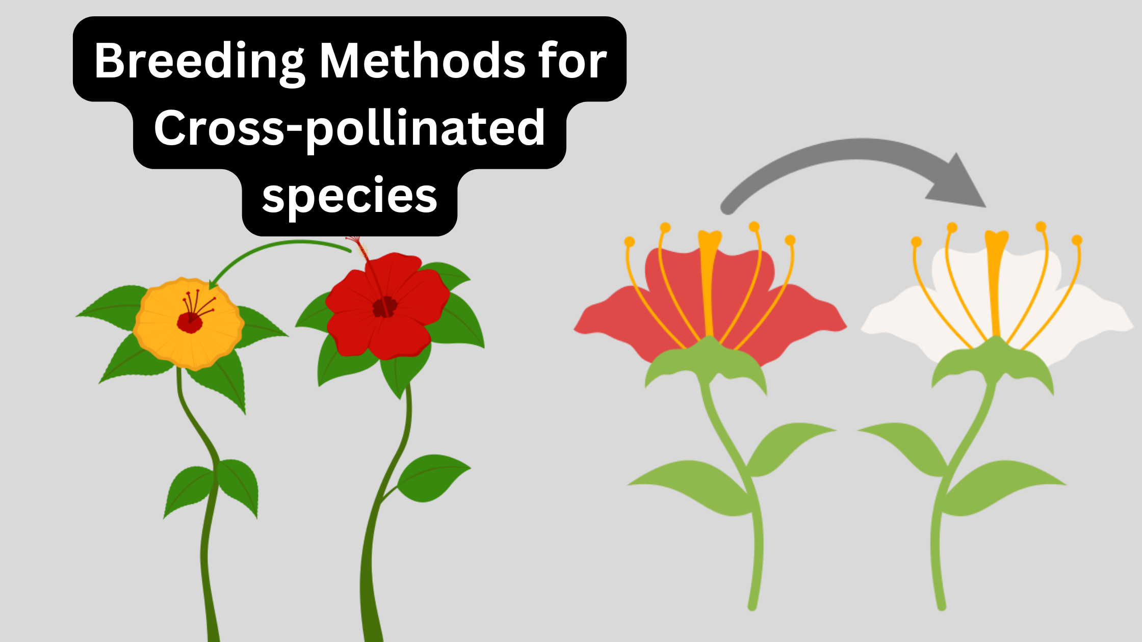 Breeding Methods for Cross-pollinated species