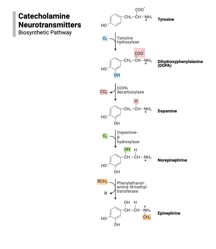 Catecholamine Neurotransmitters - Biosynthetic Pathway