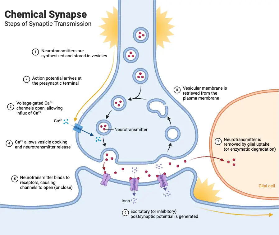 Chemical Synapse_ Steps of Synaptic Transmission