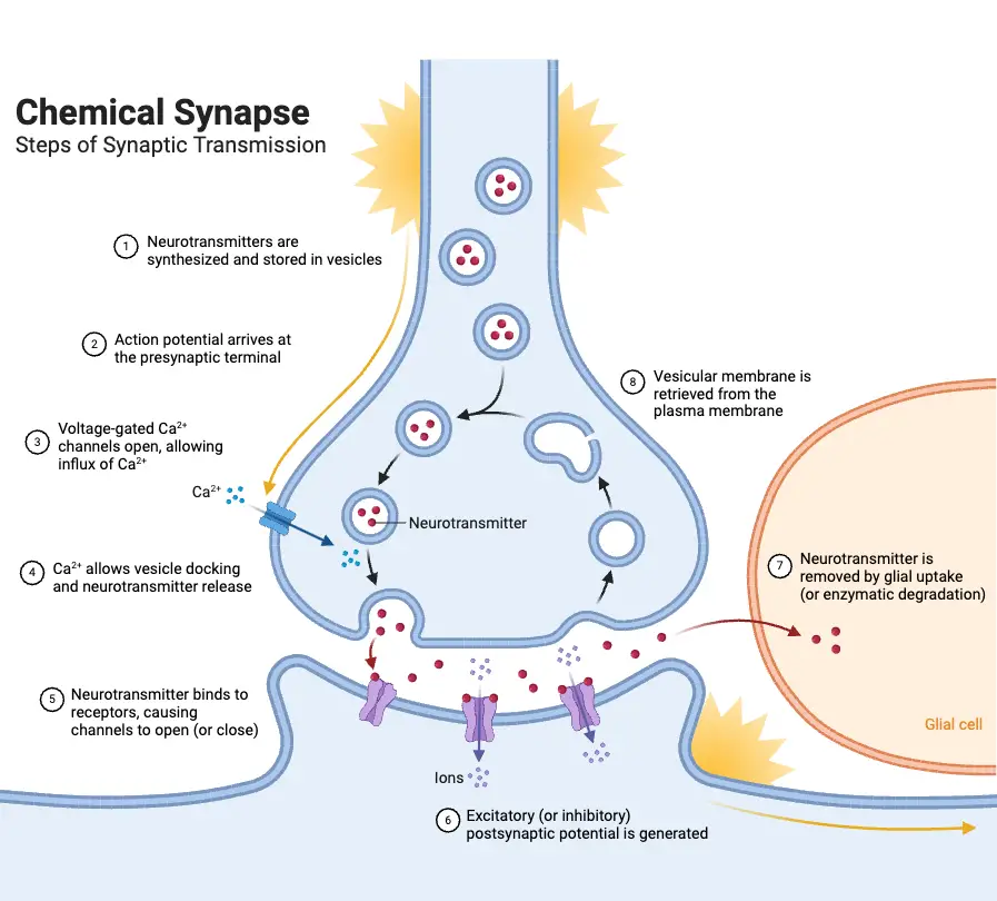 Chemical Synapse_ Steps of Synaptic Transmission