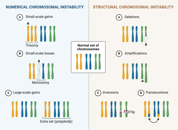 Chromosomal Instability