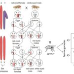 Chromosomal Theory of Inheritance